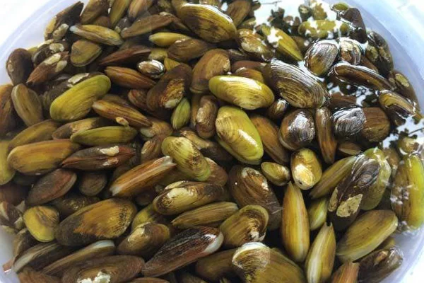 Tác Dụng Của Chem Chép Với Sức Khỏe