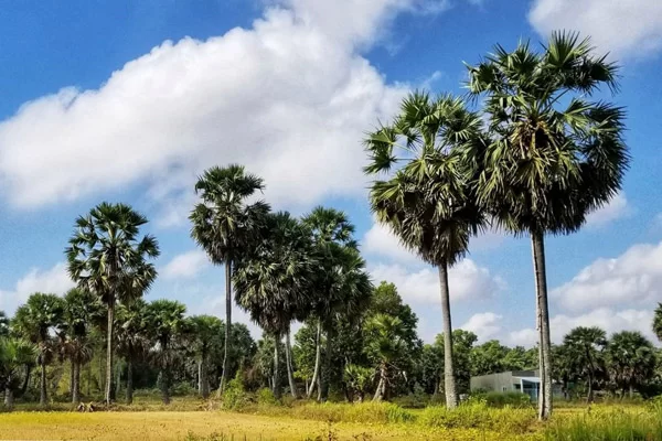 Thốt Nốt Là Gì?