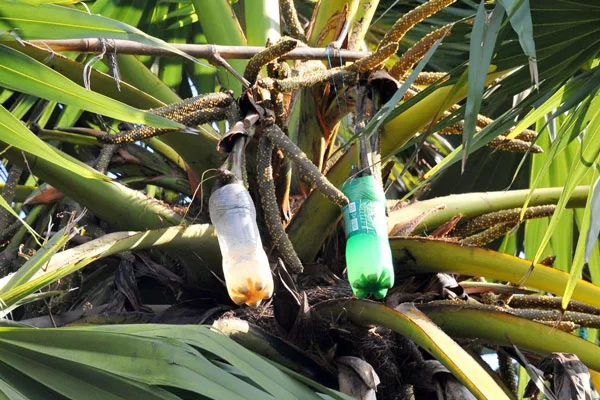 Thu Hoạch Nước Nhụy Hoa