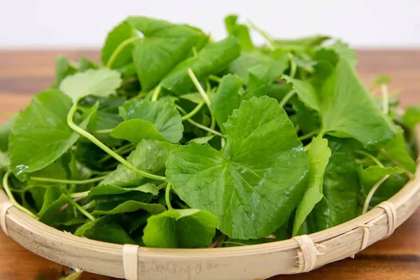 Bí Quyết Chọn Rau Má Tươi