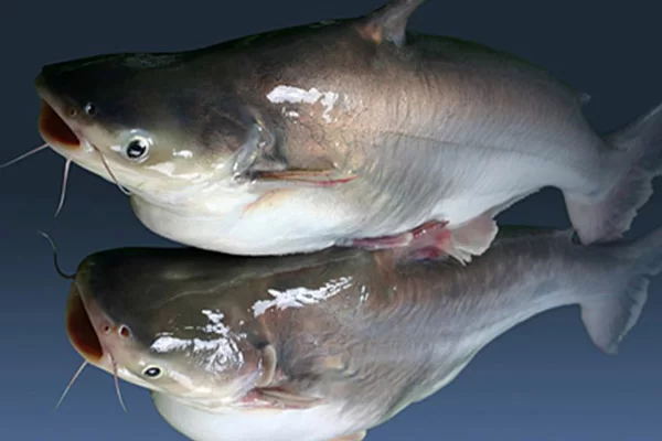 Cá Ba Sa Là Cá Gì?