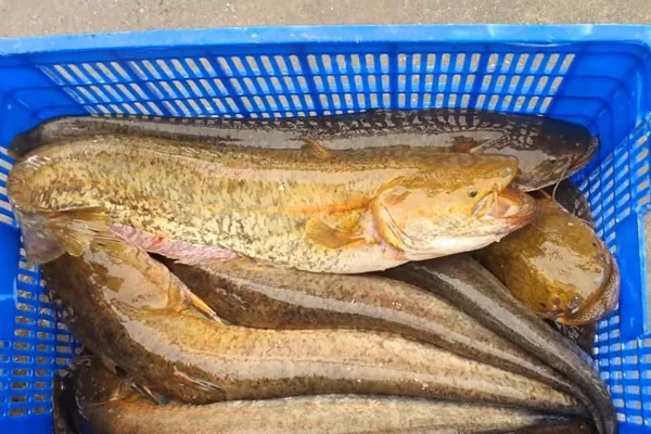 Cách Chọn Mua Cá Nheo Tươi Ngon