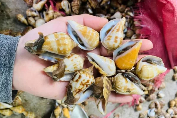 Cách Chọn Mua Ốc Nhảy Ngon