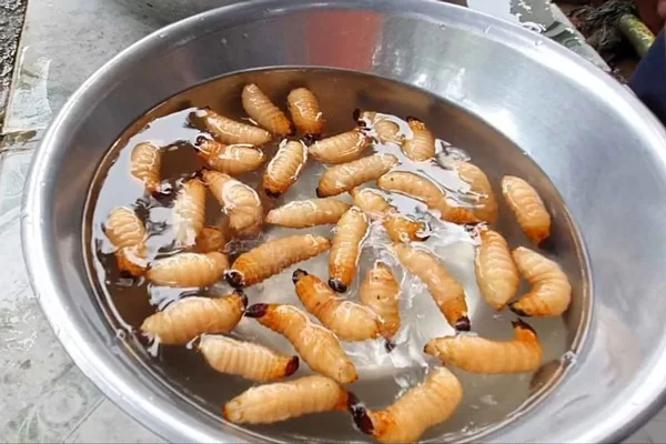 Cách Sơ Chế Đuông Dừa