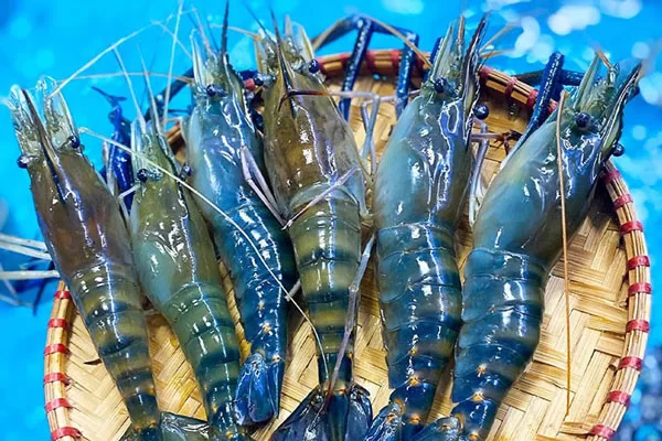 Chọn mua tôm tươi sống