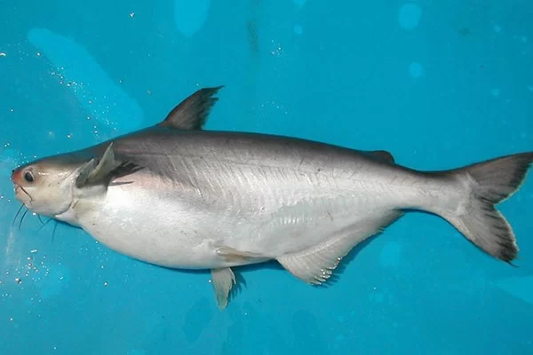 Giá Trị Dinh Dưỡng Của Cá Ba Sa