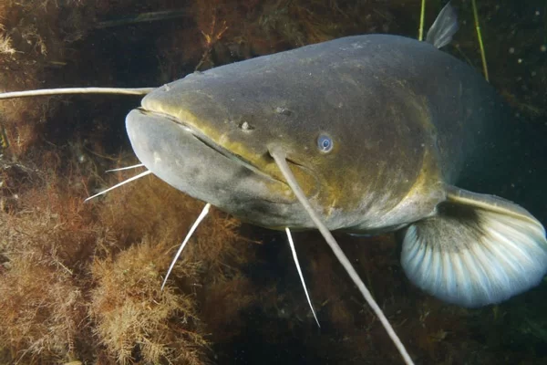 Giá Trị Dinh Dưỡng Của Cá Nheo