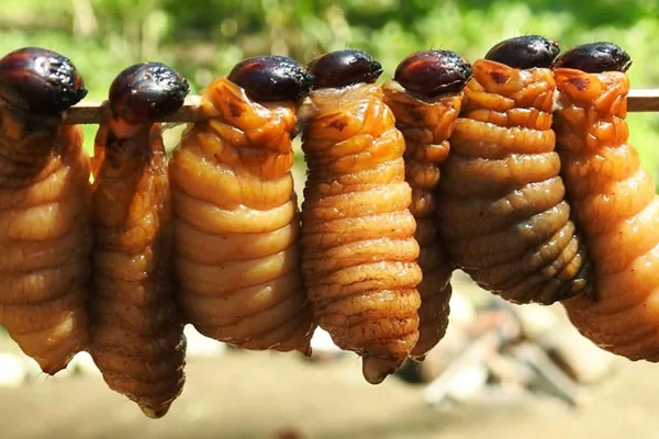 Giá Trị Dinh Dưỡng Của Đuông Dừa