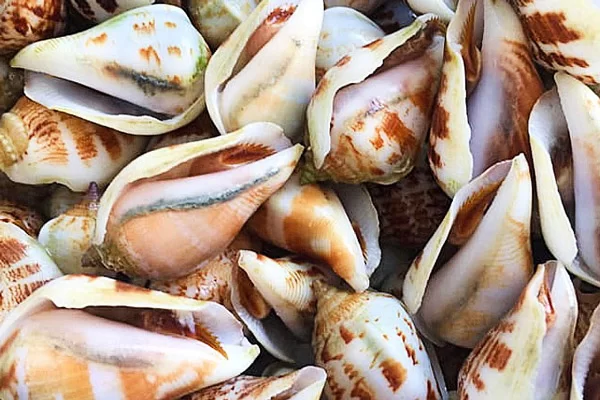 Giá Trị Dinh Dưỡng Của Ốc Nhảy