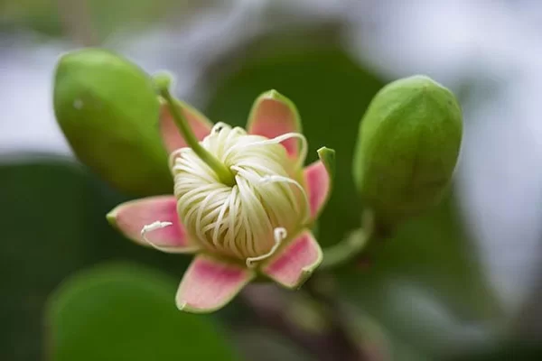 Hoa bần có màu trắng hồng