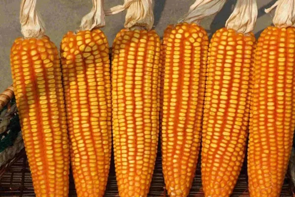 Ngô là nguyên liệu chính để làm mèn mén
