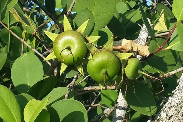 Trái Bần Có Mấy Loại?