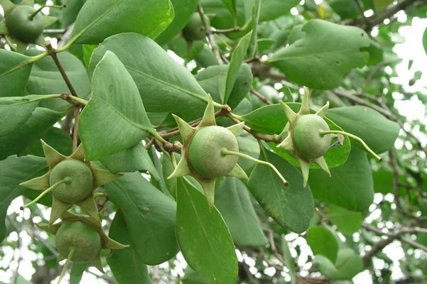 Trái Bần Là Quả Gì?