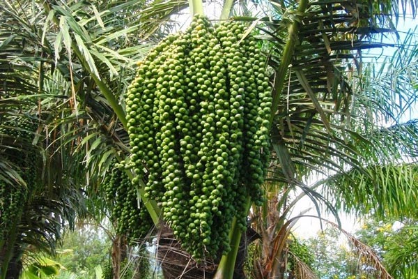 Hạt Đác Là Gì?