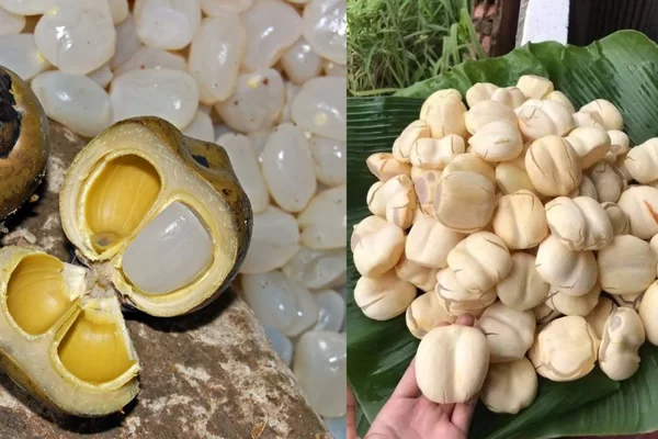 Hạt Đác Và Hạt Thốt Nốt Có Giống Nhau Không