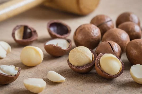 Hạt macca chứa nhiều chất dinh dưỡng