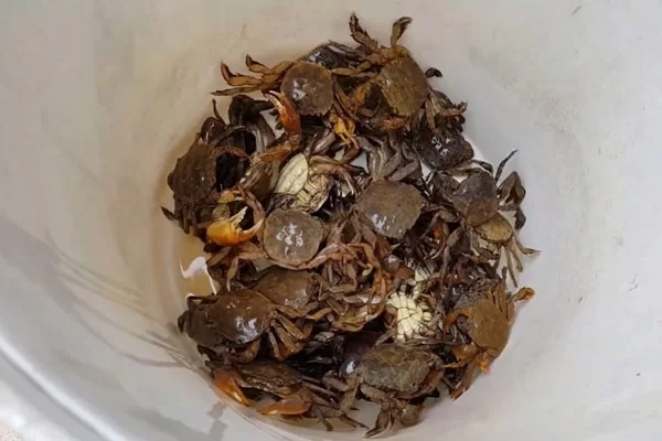 Bí Quyết Chọn Mua Rạm Ngon Để Rang Muối Là Gì?